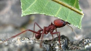 Bolivia, selva, hormigas cortadores