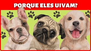 Porque Os Cães Uivam Conheça 5 Razões! (Dica Animal)