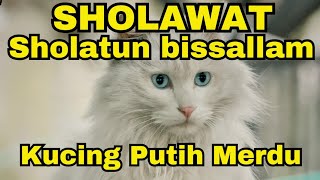 SHOLAWAT KUCING MERDU‼️Sholatun Bissalamil Mubin#kucinglucu #kucingimut #viral