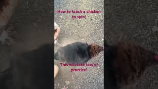 How to teach a chicken to spin!💗 #animals #chicken #tricks #teaching #funny #cute