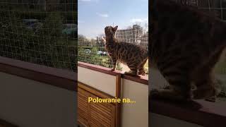 dlaczego tak miauczy kot bengalski??? #bengalcat #cat #kot #cute #short #plastycznamama