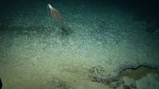 Discovery of a Solumbellula Sea Pen   First Sighting in the Pacific!   Nautilus Live