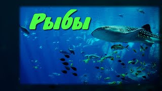 Рыбы. Детям про рыб