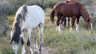 WILD HORSES ARE SO SPECIAL 🐎 AMERICAN