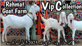 Vip Collection Aagya Rehmat Bhai K Pas🔥.Breader ,  Bakriya 2025 Qurbani K Bakray Har Quality Ka mal