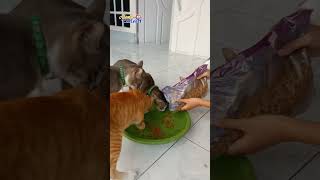 Keseruan Saat Makan Bareng #shots #cat #kucing #cats #catlover #catvideos #catshorts #animals