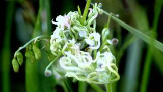 The Wild Flowers of the Verge