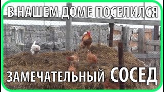 В нашем доме... Начало домашнего птицеводства (куры) | Чайники в Деревне