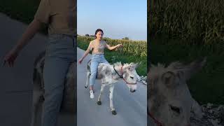 Funniest Donkey Ever! Donkey Training the fun way! 108