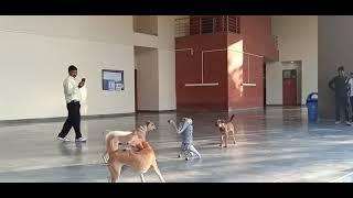 Dog Vs Robot In IIT Kanpur