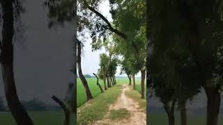 গ্রামের মেঠো পথ, গ্রামের সৌন্দর্য #village #nature #foryou