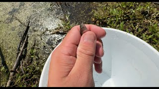 Stocking Fish into a Backyard Pond to build a NEW Fish Ecosystem!