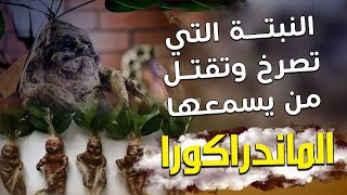 النبتة التي تصرخ وتقتل من يسمعها