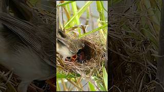 #birds #birdslover #nature #shorts