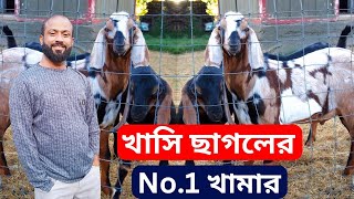 খাসি ছাগলের No.1 ছাগল খামার.এতো সুন্দর ছাগল এই খামর এ ই পওয়া যায়.