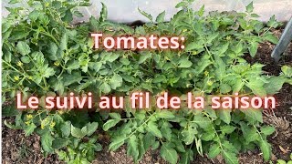 Tomates: le suivi au fil de la saison