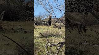 COYOTE DEN (3/5/24) #coyote #animals #animalshorts #arizona #wildlife