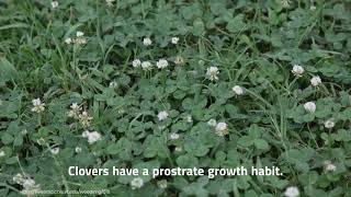 The Best Way to Control Clover