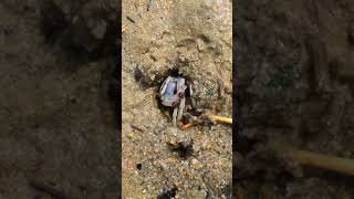 Blue Crab Buries Itself in the Beach