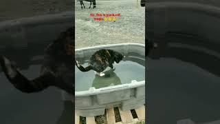 cat stand on water 🧐 #amazing #funny #cool #cutecat #impossible #physics #swag #nyt #shorts