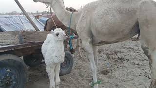 white camel and baby