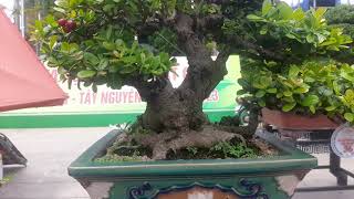 CÂY BONSAI MINI HẢI CHÂU