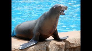 ШОУ МОРСКИХ ЛЬВОВ/SEA LION SHOW