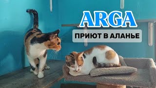 Приют для бездомных животных в Аланье #аланья #кошки #собаки #помощь #влог #турция #люди #добро #оба