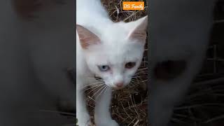 Ada yang aneh di kucing putih ini. Ada yang tahu?