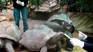 Meet and Greet our giant tortoises!