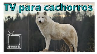 TV para cachorros -  Estimulação com Lobos na floresta