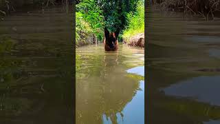 German shepherd dog bathing in pool #trending #viral #dogshorts