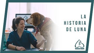 La historia de Luna - Veterinos