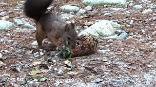 Squirrel & Pine Cone