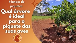 Qual árvore é ideal para o piquete das suas aves?