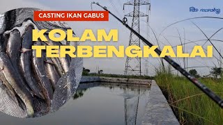 Gak Nyangka!!! Kolam Terbengkalai Ini Dihuni Banyak Ikan Gabus