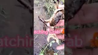 Fishing Crab In My Village #shorts