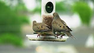 Birds In Bennington, Ne.  Panasonic UX180 UHD 4K Footage