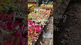 Plant Live Selling #subscribe #subscribe_now #subscribemychannel #subscribetomychannel