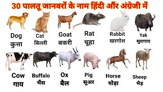 30 Pet Animals Name Hindi & English | Domestic Animals Name | पालतू जानवरों के नाम | Animals Name