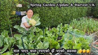 Spring Garden Update & Harvest | Nepali Garden In UK | Kitchen Garden Harvest | Nepali Family UK