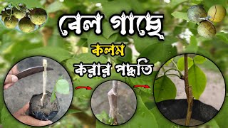 বেল গাছে কলম করার পদ্ধতি । Bale tree grafting method । Tapati Nursery