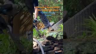 These Koi Almost DIED #ponds #satisfying #relaxing #koi #waterfall #nature #cement #waterfeature