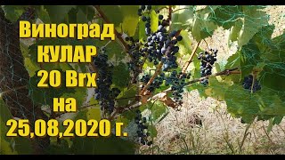 Виноград КУЛАР 20 Brx на 25.08.2020г. Винный виноград КУЛАР - первое плодоношение!