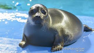 【鳥羽水族館】ライブ配信！ニコくん1歳のお誕生日おめでとう🎈