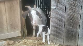 Boy-twin Baby Goat Day 1/23/23