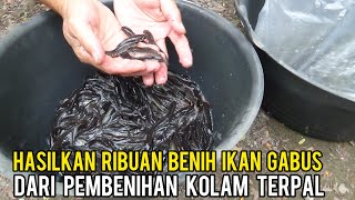 SUKSES BUDIDAYA IKAN GABUS HASILKAN RIBUAN BENIH HANYA DENGAN KOLAM TERPAL