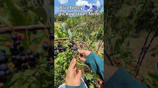 Blueberry 🫐 🫐 pickup from farm #shorts #farm #fruits