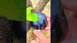 Unbelievable, Black 🖤 Apple 🍎 🥰🔥🙏,#shorts ,#short ,#farming ,#viral ,#green ,#terrace ,#black ,