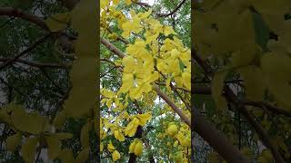 Golden Shower Tree #shorts